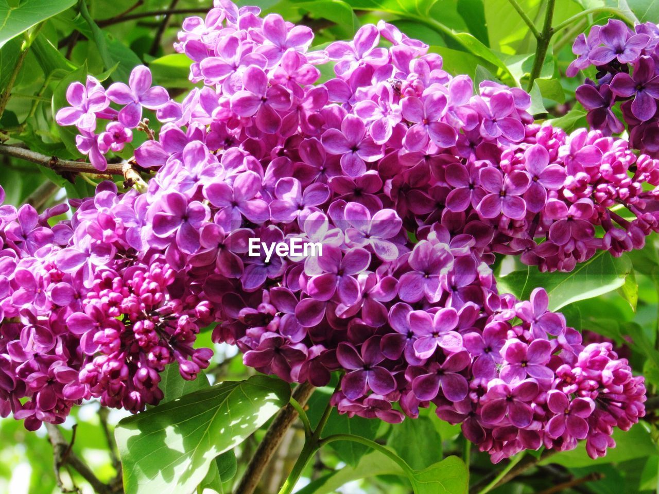 Close-up of purple lilac blooming in garden