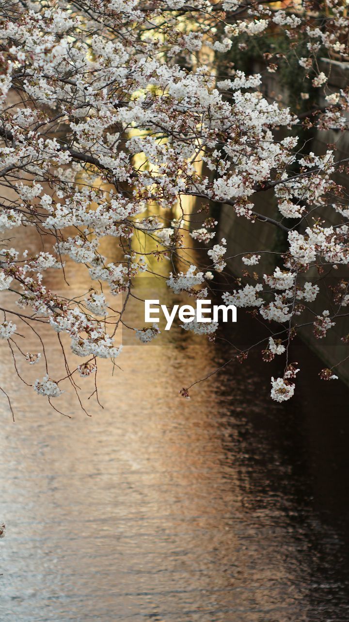 High angle view of cherry blossoms over river