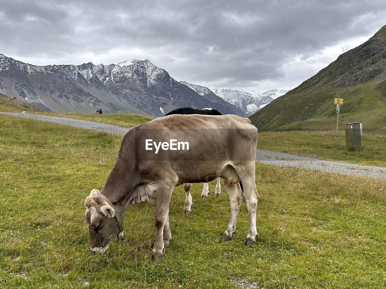 Cow standing on field against sky