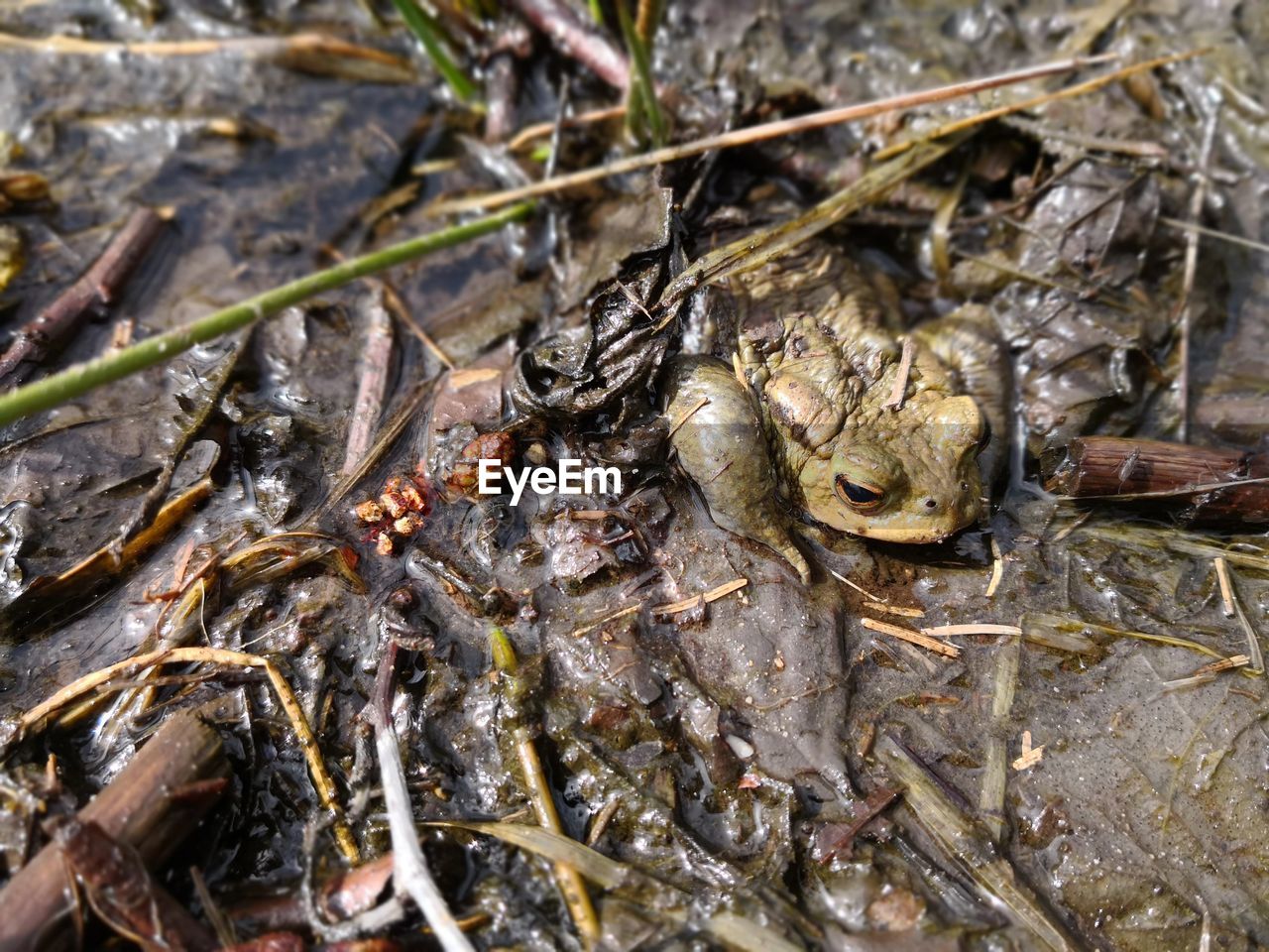High angle view of frog in mud