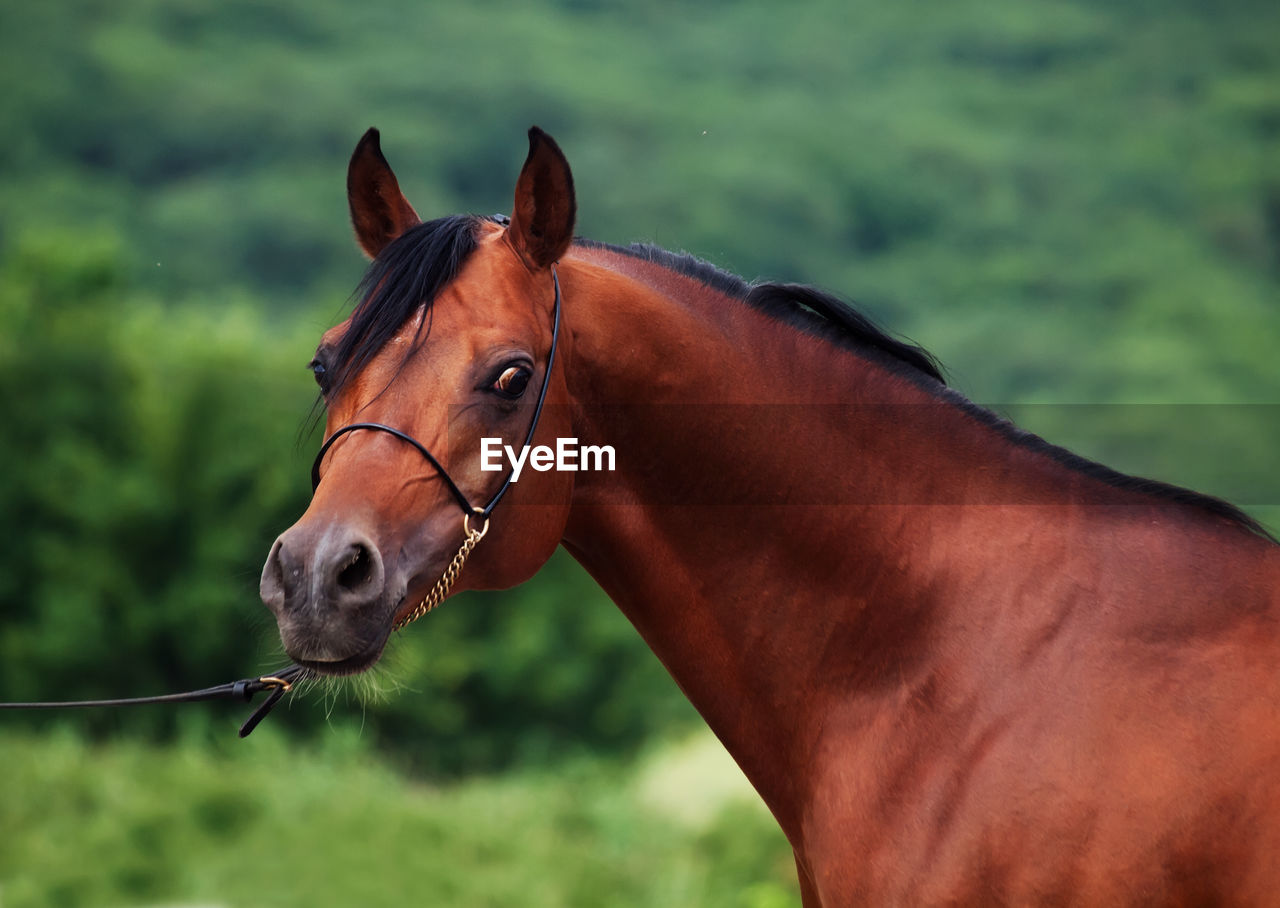 Portrait of horse standing against trees