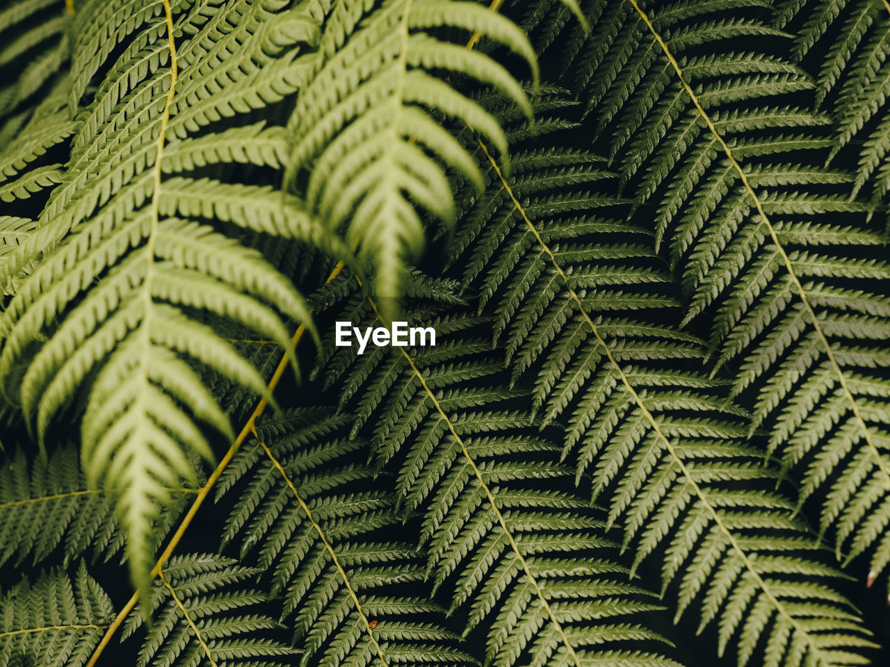 Detail shot of ferns in scotland