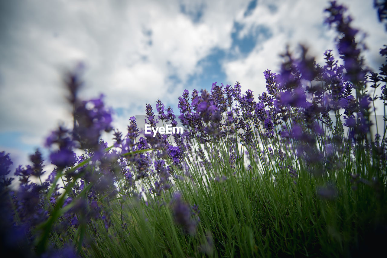 Low angle view of lavender flowers against cloudy sky