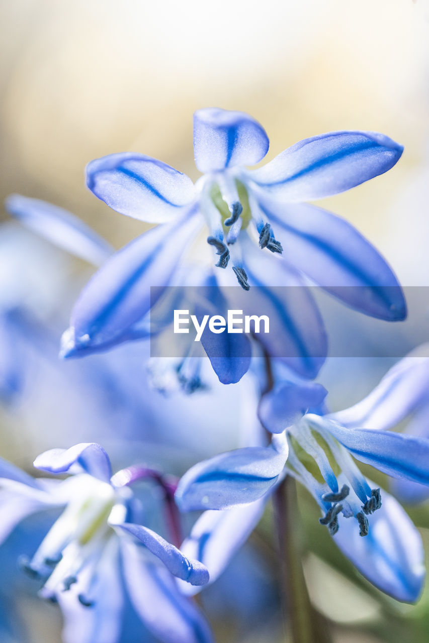 Close-up of blue flowering plant