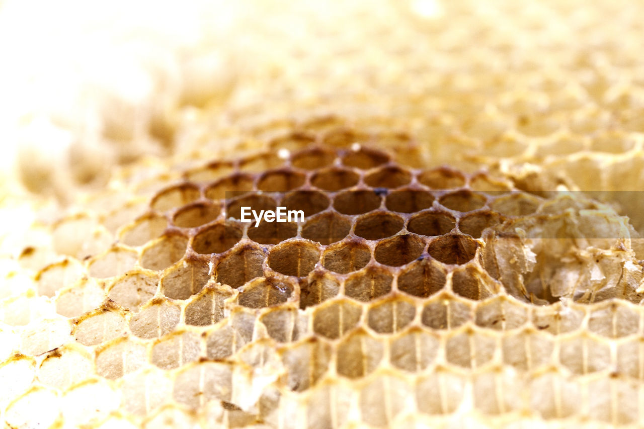 Close-up of honeycomb