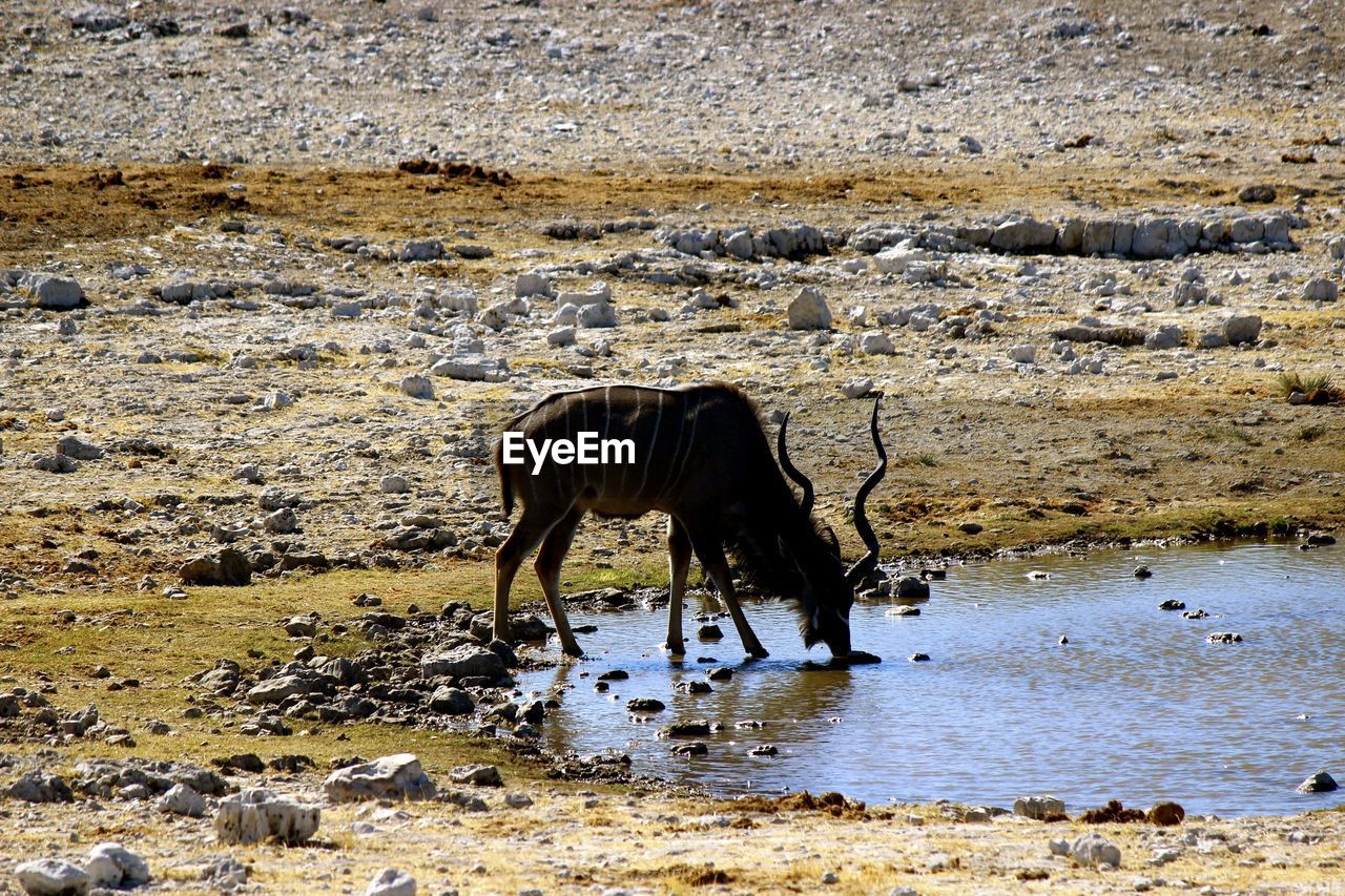 Animal drinking water in lake