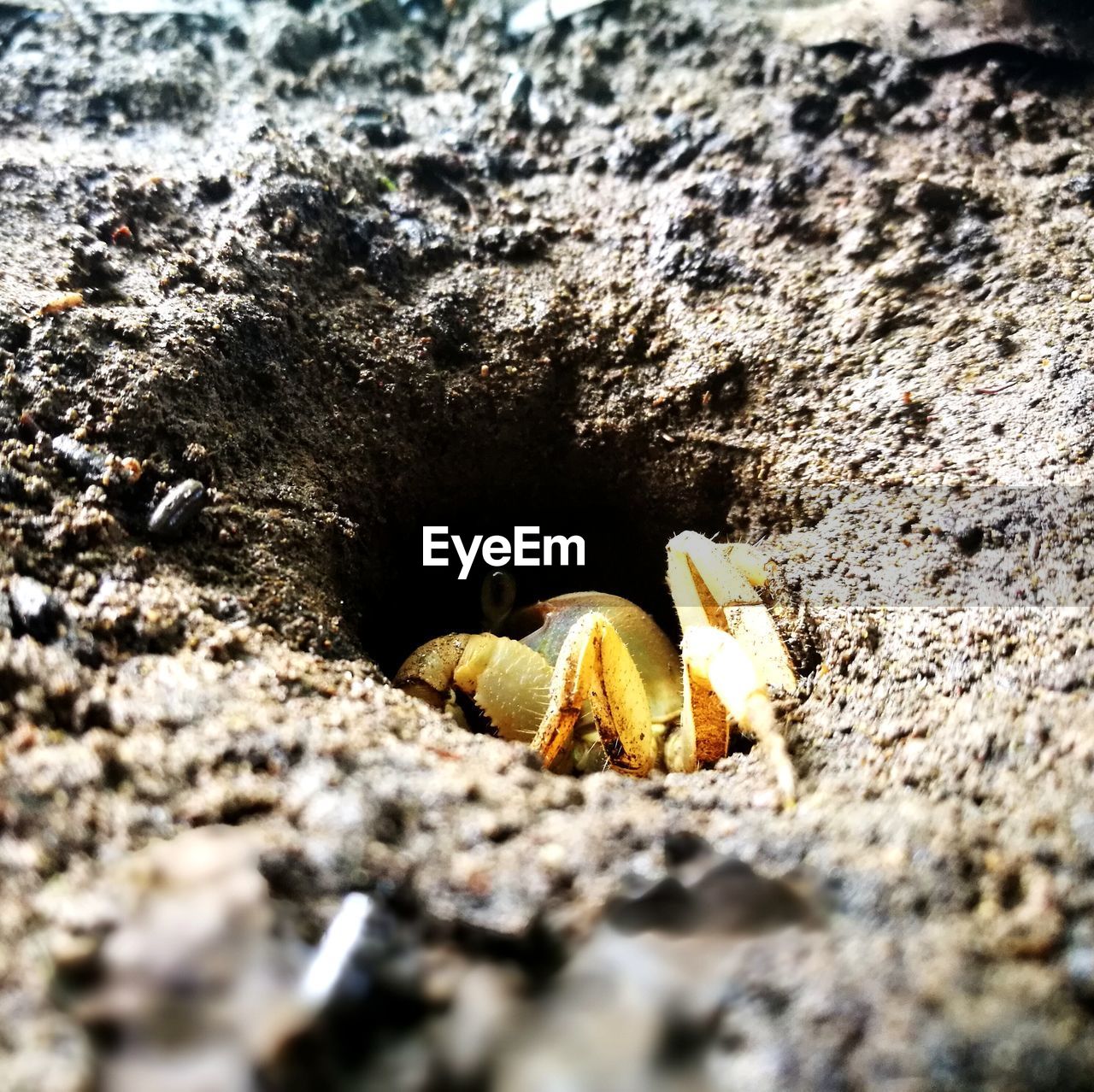 CLOSE-UP OF CRAB ON SHORE