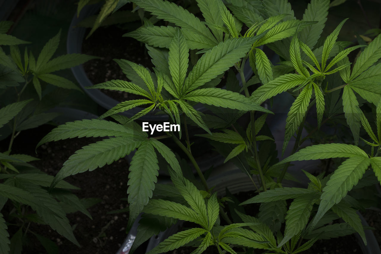 Cannabis plant photography