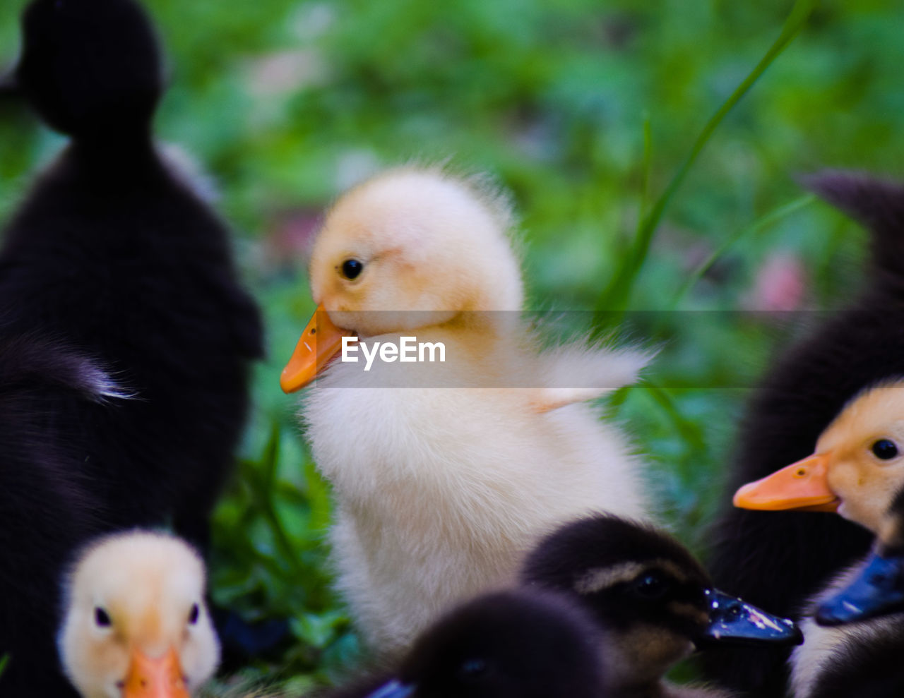A small duck stretches its wings