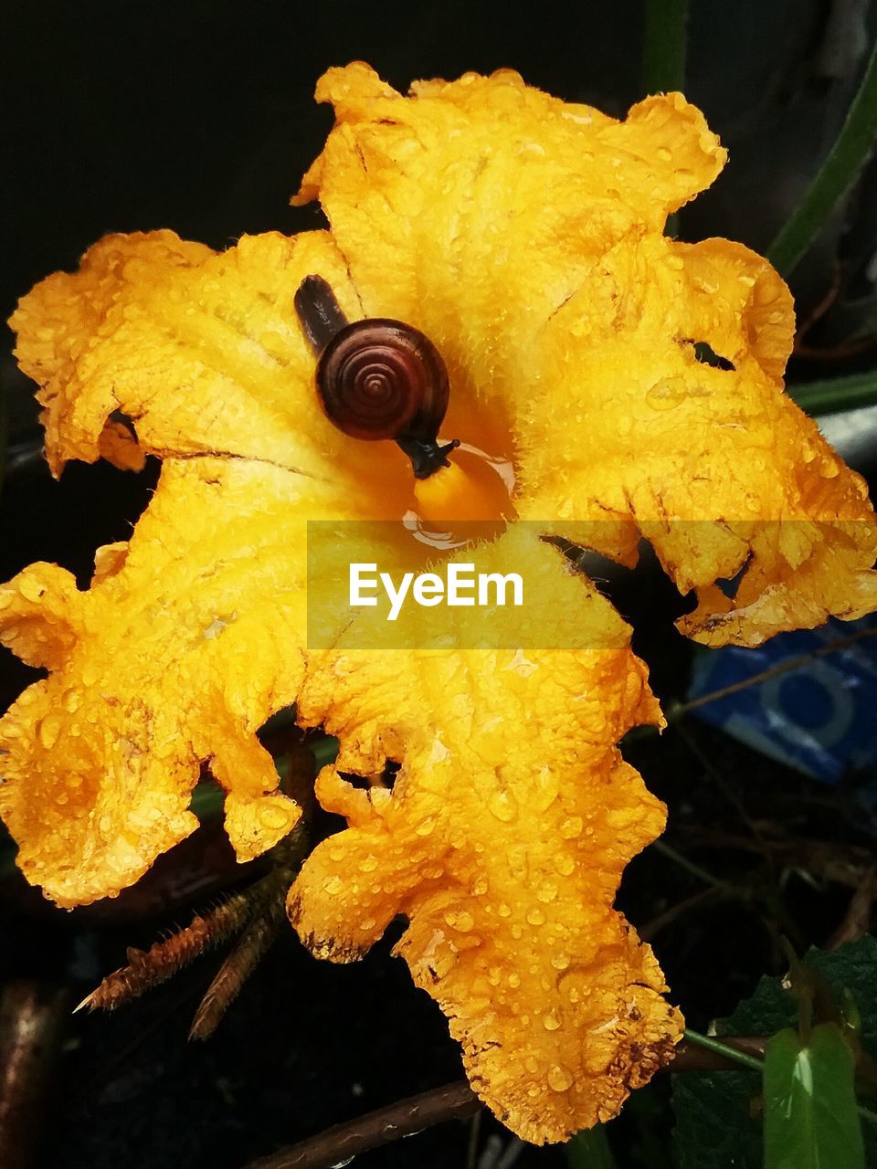 CLOSE-UP OF YELLOW FLOWER WITH WATER