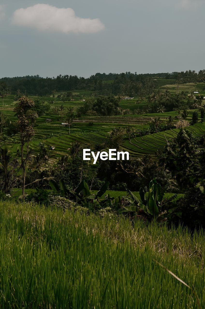 scenic view of grassy field against sky