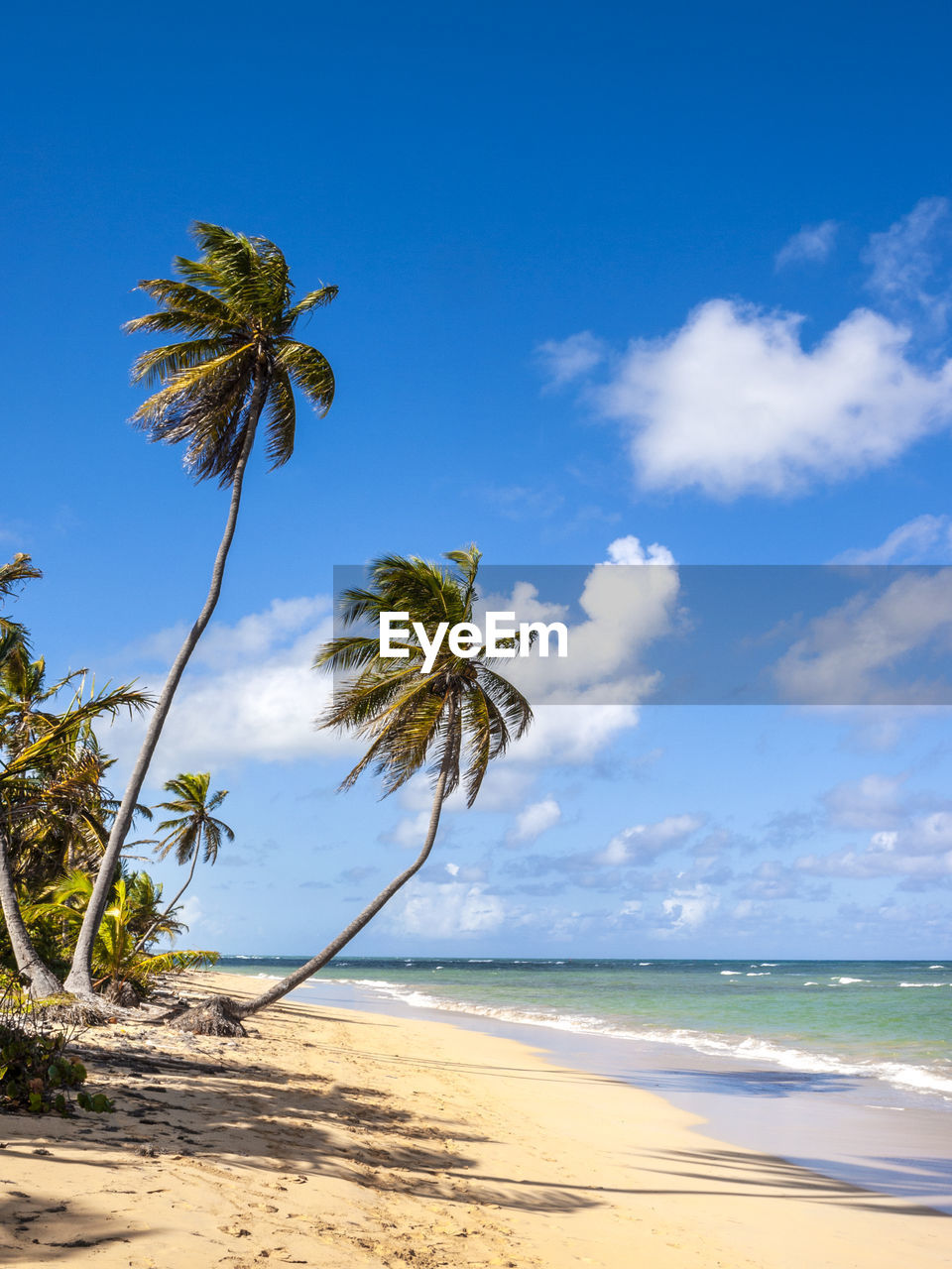 Palm trees on beach against sky