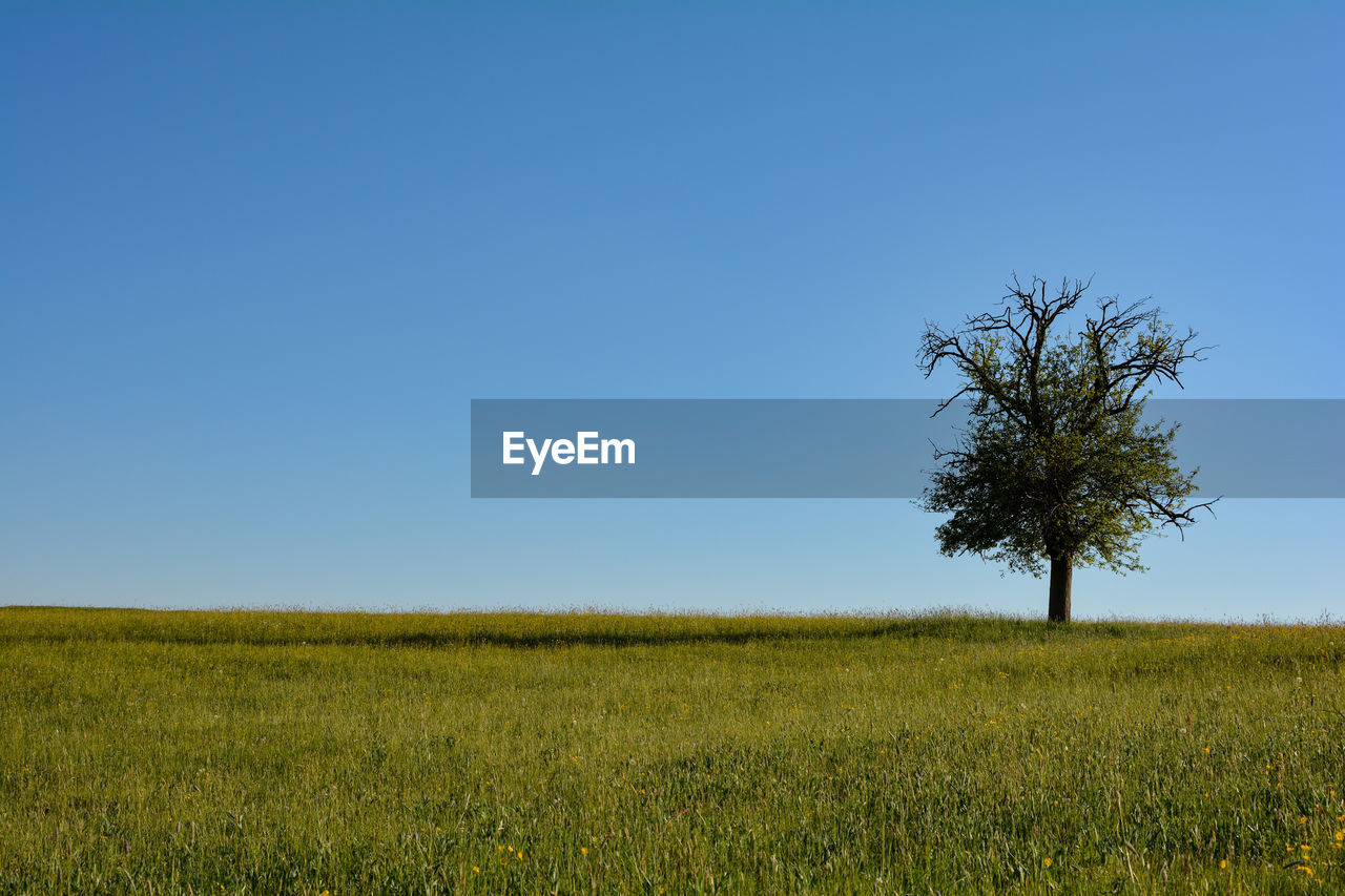A single tree on the right in a large meadow with blue sky and copy space