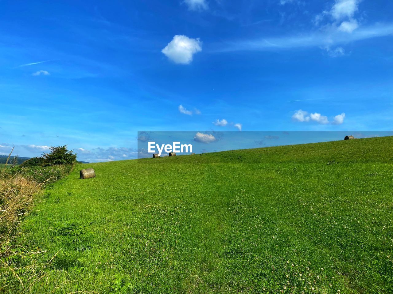 grassland, sky, grass, landscape, plant, environment, horizon, land, meadow, nature, pasture, green, field, scenics - nature, beauty in nature, hill, natural environment, cloud, plain, blue, prairie, tranquility, tranquil scene, rural scene, animal, day, rural area, sunlight, agriculture, no people, animal themes, non-urban scene, plateau, outdoors, mammal, lawn, steppe, travel destinations, travel, domestic animals, horizon over land, summer, growth, animal wildlife, grass area, tree, idyllic, tourism, environmental conservation, flower