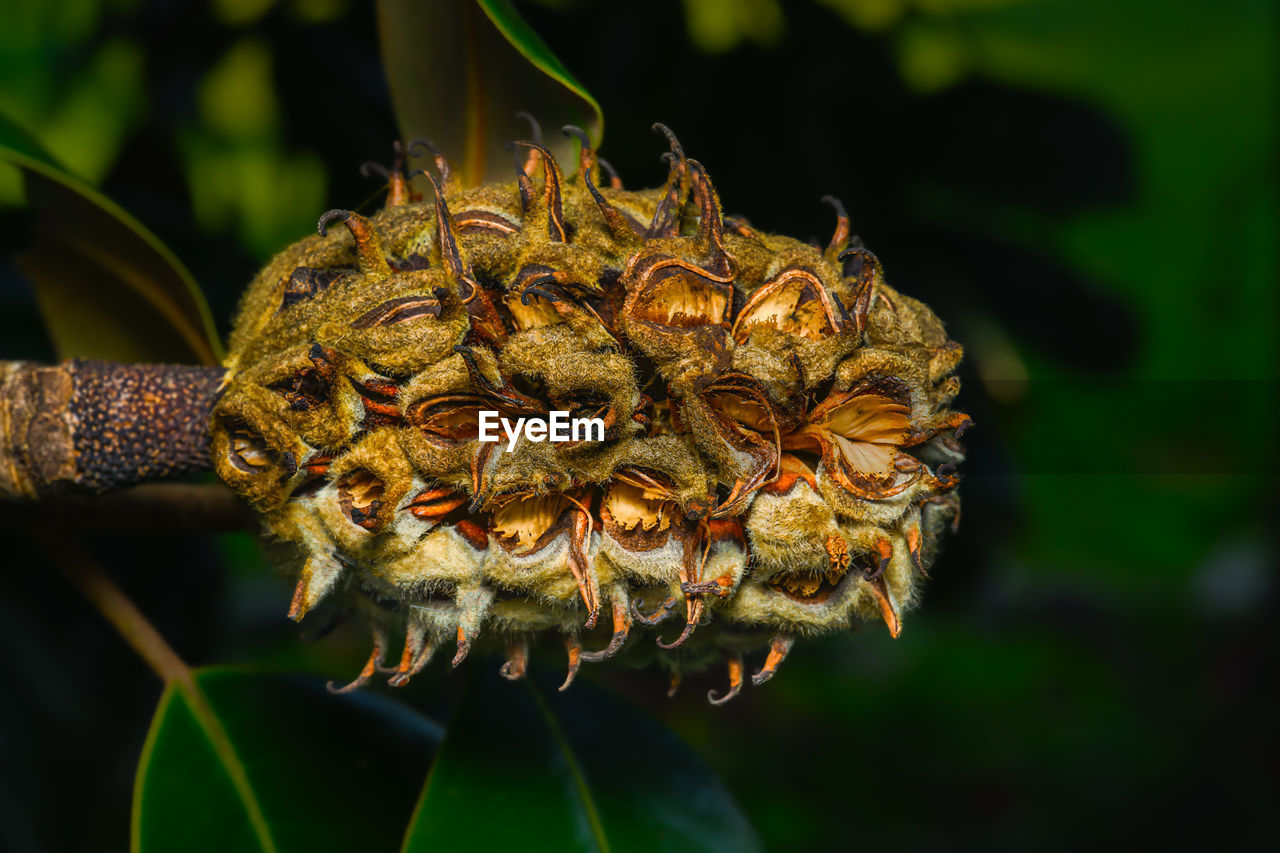 Very ripe magnolia tree seed pod still on the tree. some seeds have already fallen out of pod.