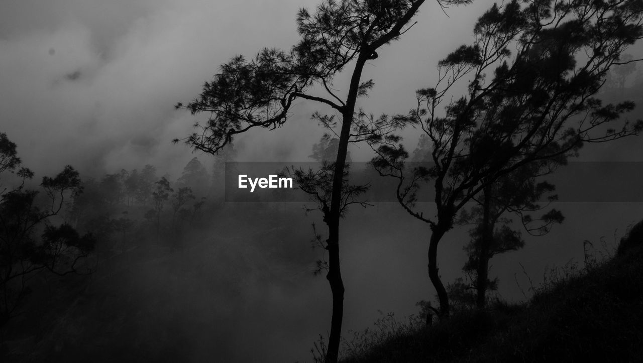 LOW ANGLE VIEW OF TREES AGAINST CLOUDS