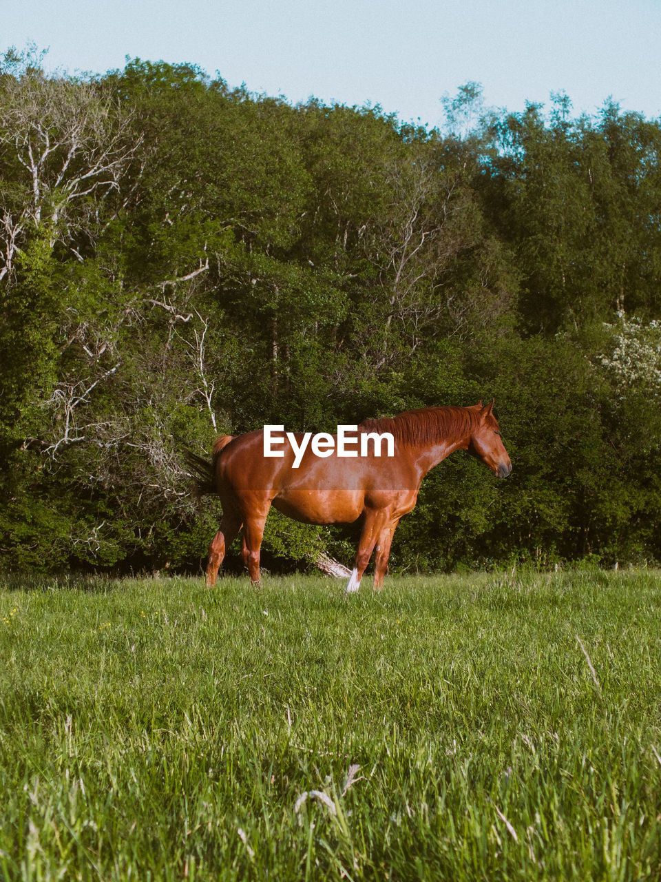 side view of horse standing on grassy field