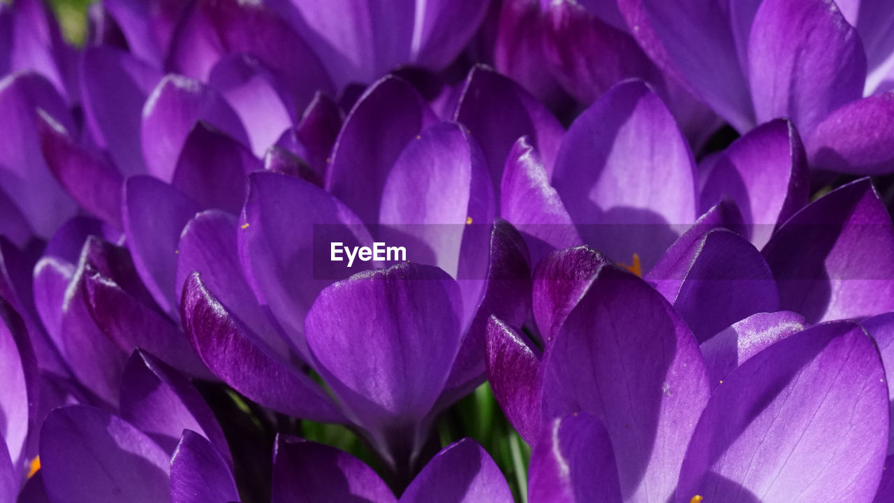 Full frame shot of purple crocus plants