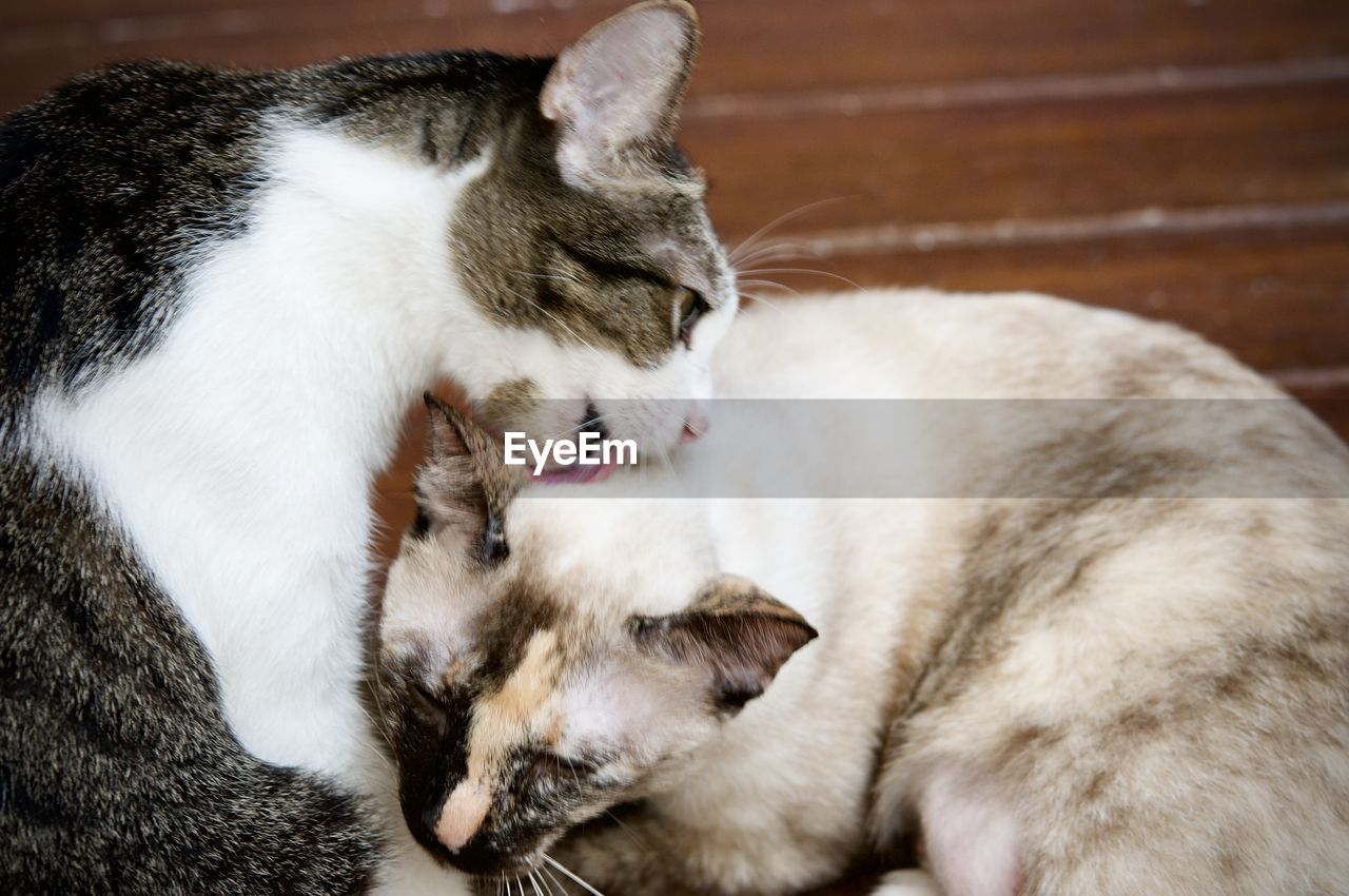 cat, animal themes, animal, mammal, pet, domestic animals, domestic cat, whiskers, feline, group of animals, relaxation, small to medium-sized cats, felidae, two animals, eyes closed, nose, no people, indoors, white, lying down, kitten, togetherness, sleeping, close-up, yawning, resting, facial expression, young animal, animal body part