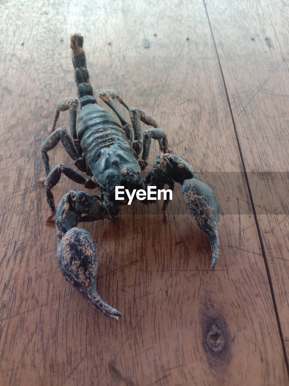 High angle view of insect on hardwood floor