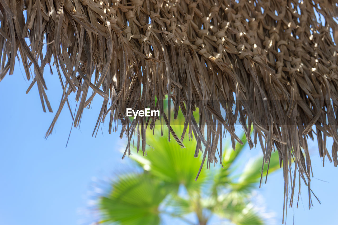 LOW ANGLE VIEW OF PALM LEAVES AGAINST SKY
