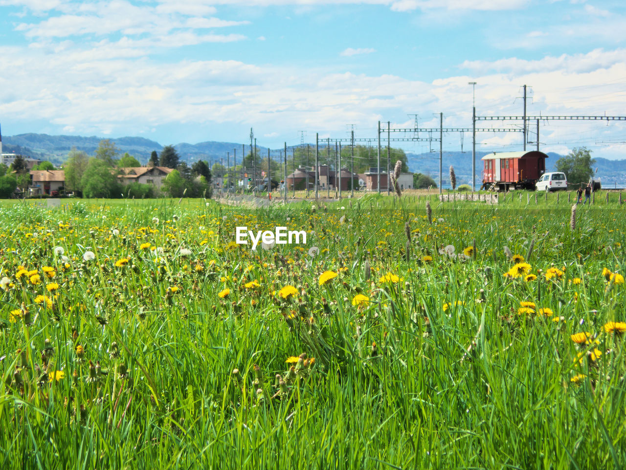 Yellow flowers growing on field