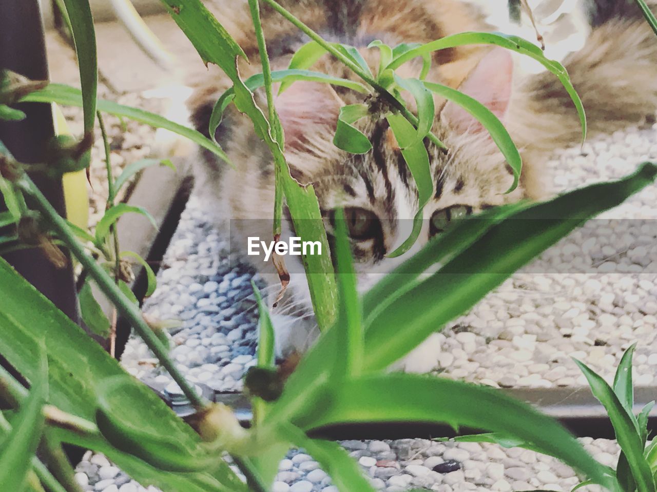 CLOSE-UP OF BIRD BY PLANTS