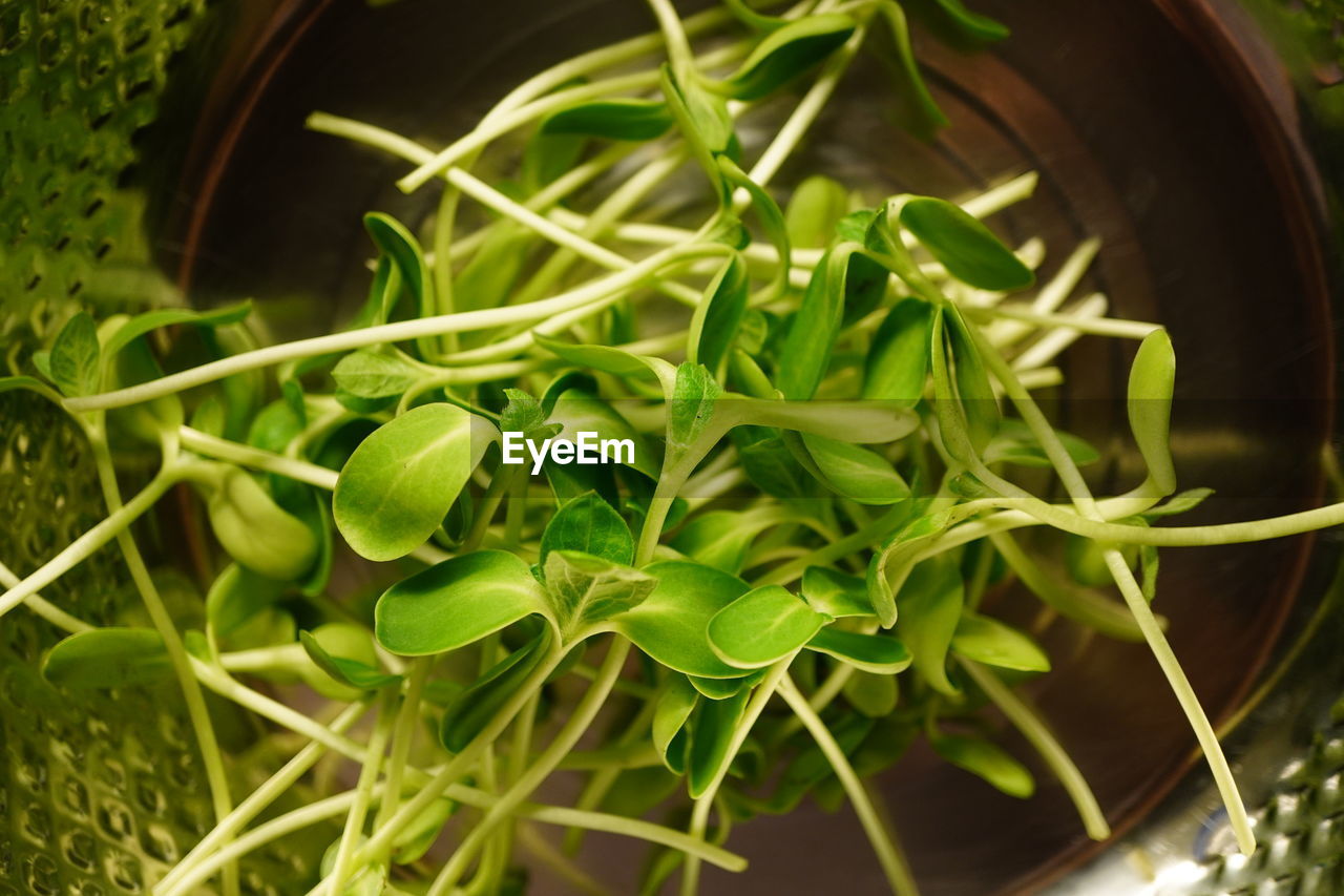 HIGH ANGLE VIEW OF FRESH GREEN LEAVES IN PLANT