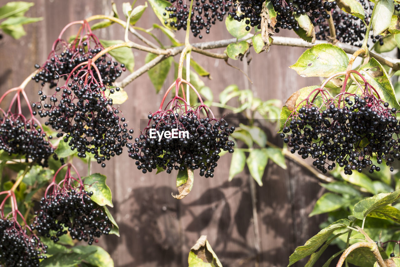 CLOSE-UP OF PURPLE FLOWERING PLANT