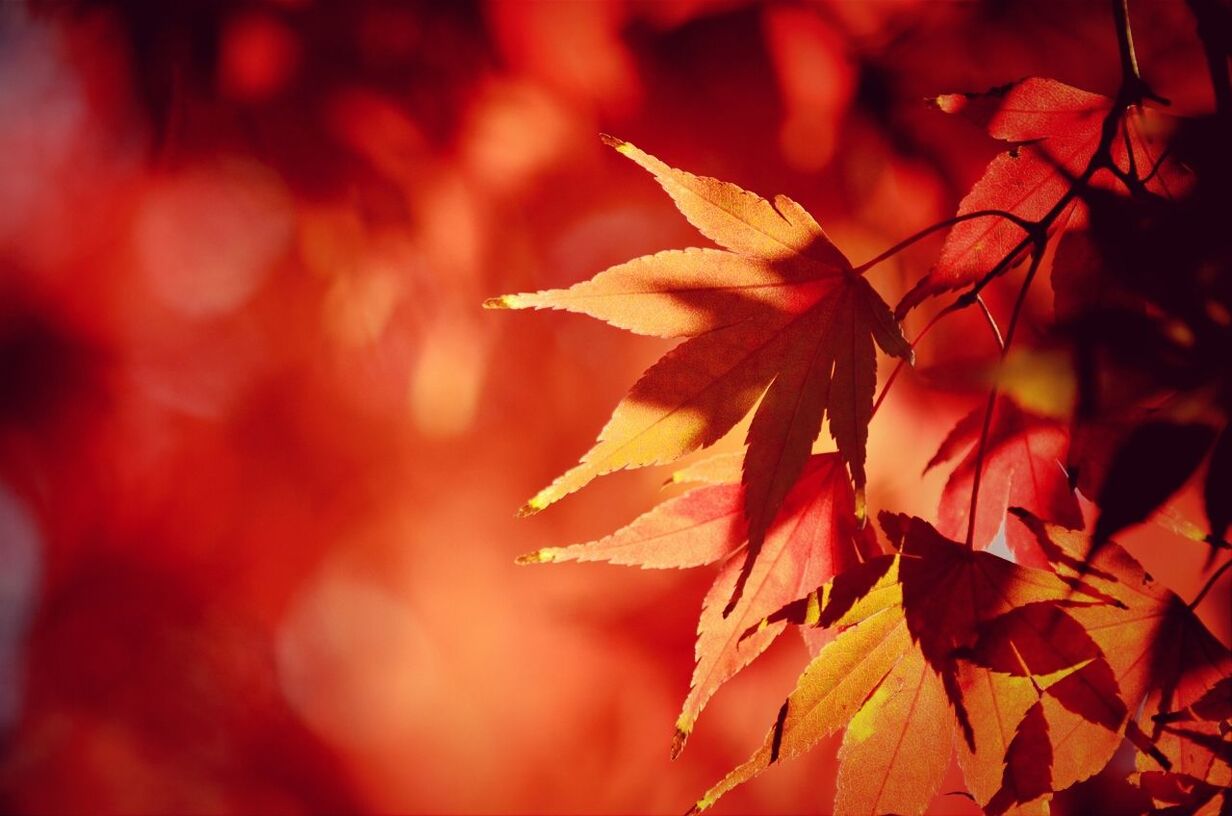 Close-up of orange leaves