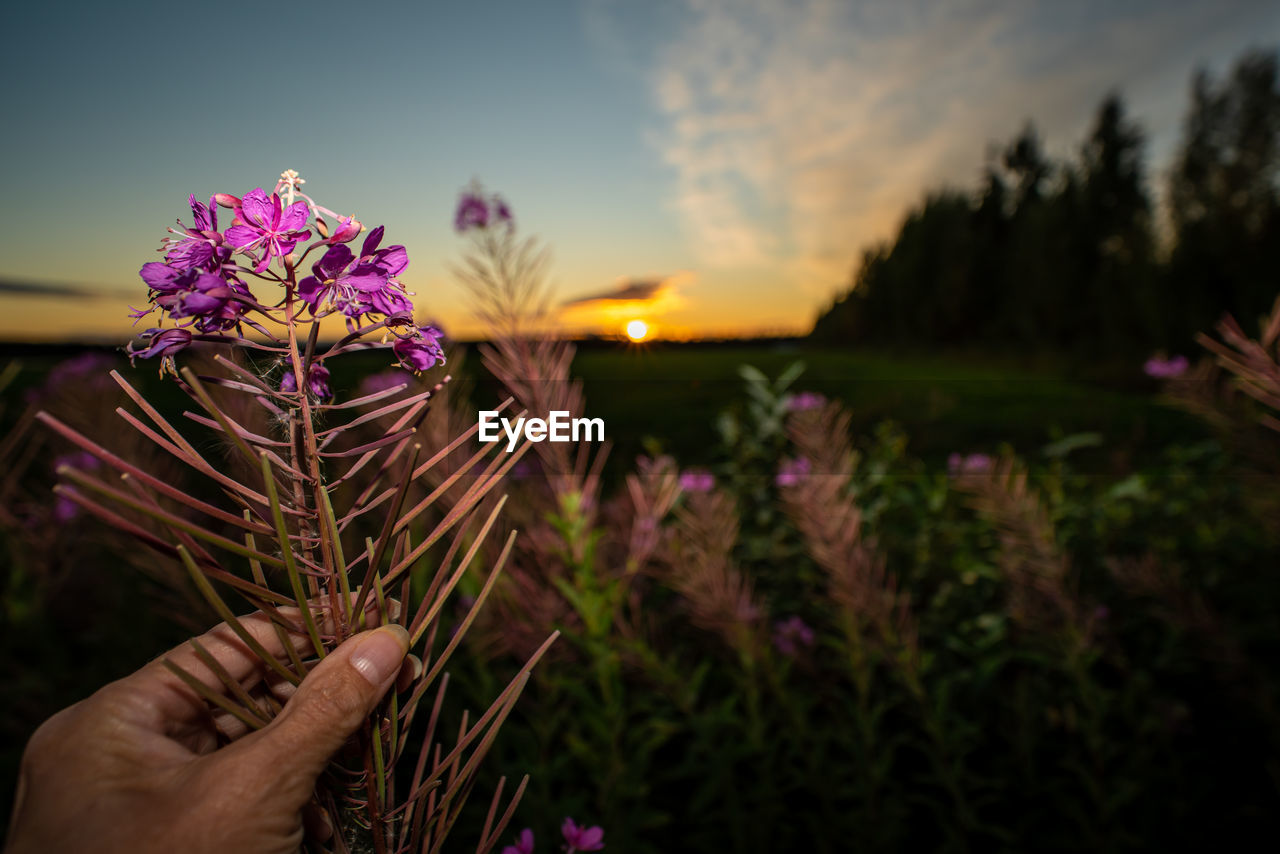 CROPPED HAND HOLDING PURPLE FLOWERING PLANTS AGAINST SKY