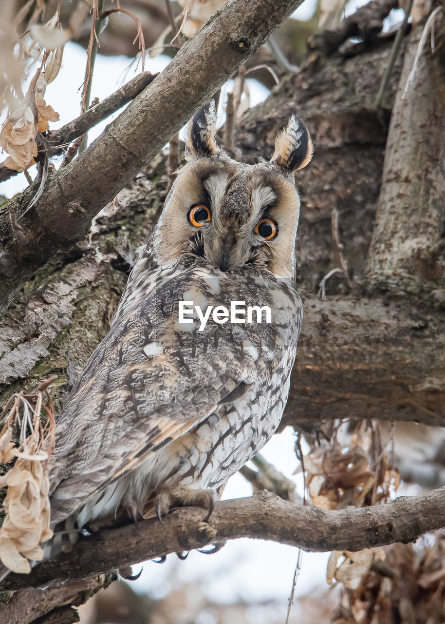 Bird perching on tree