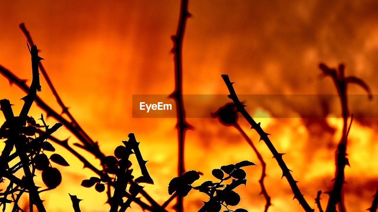 Close-up of plants against orange sky