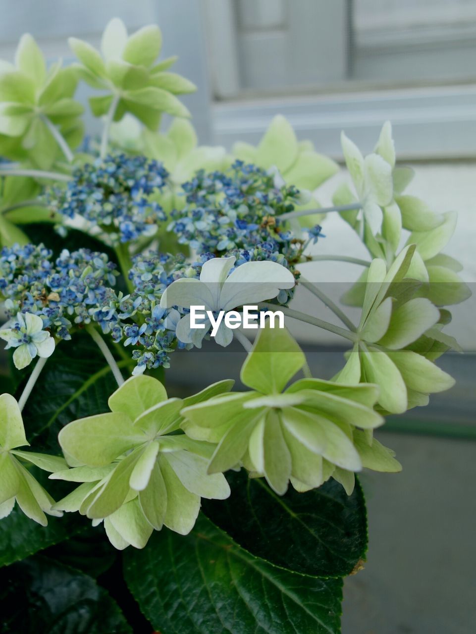 CLOSE-UP OF FLOWERS BLOOMING