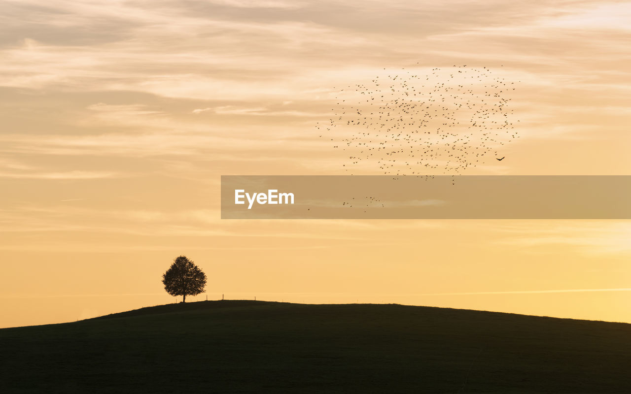 Silhouette trees on field against sky at sunset