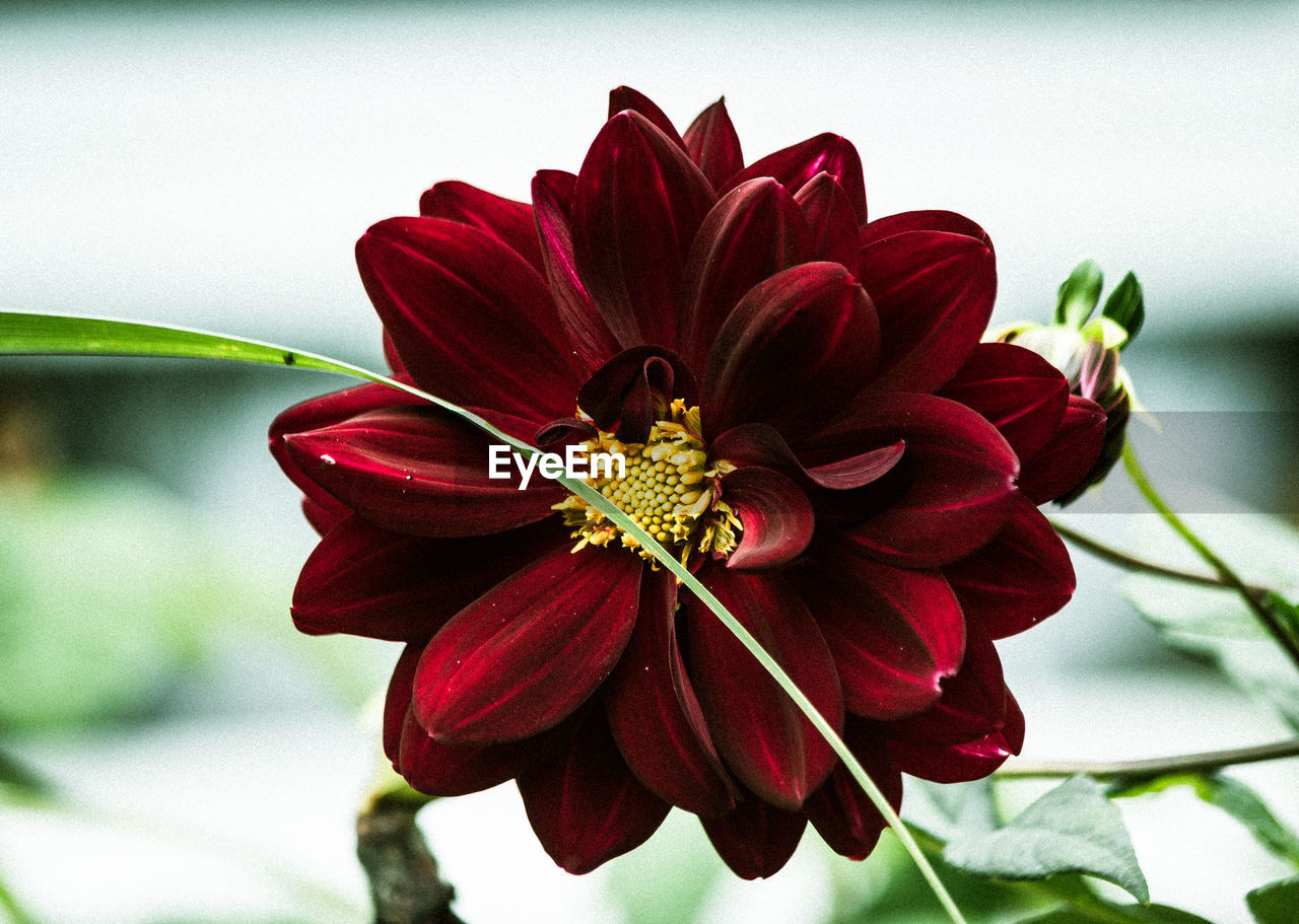 CLOSE-UP OF RED FLOWER WITH BUD