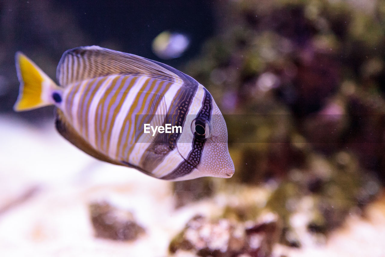 CLOSE-UP OF FISH IN SEA