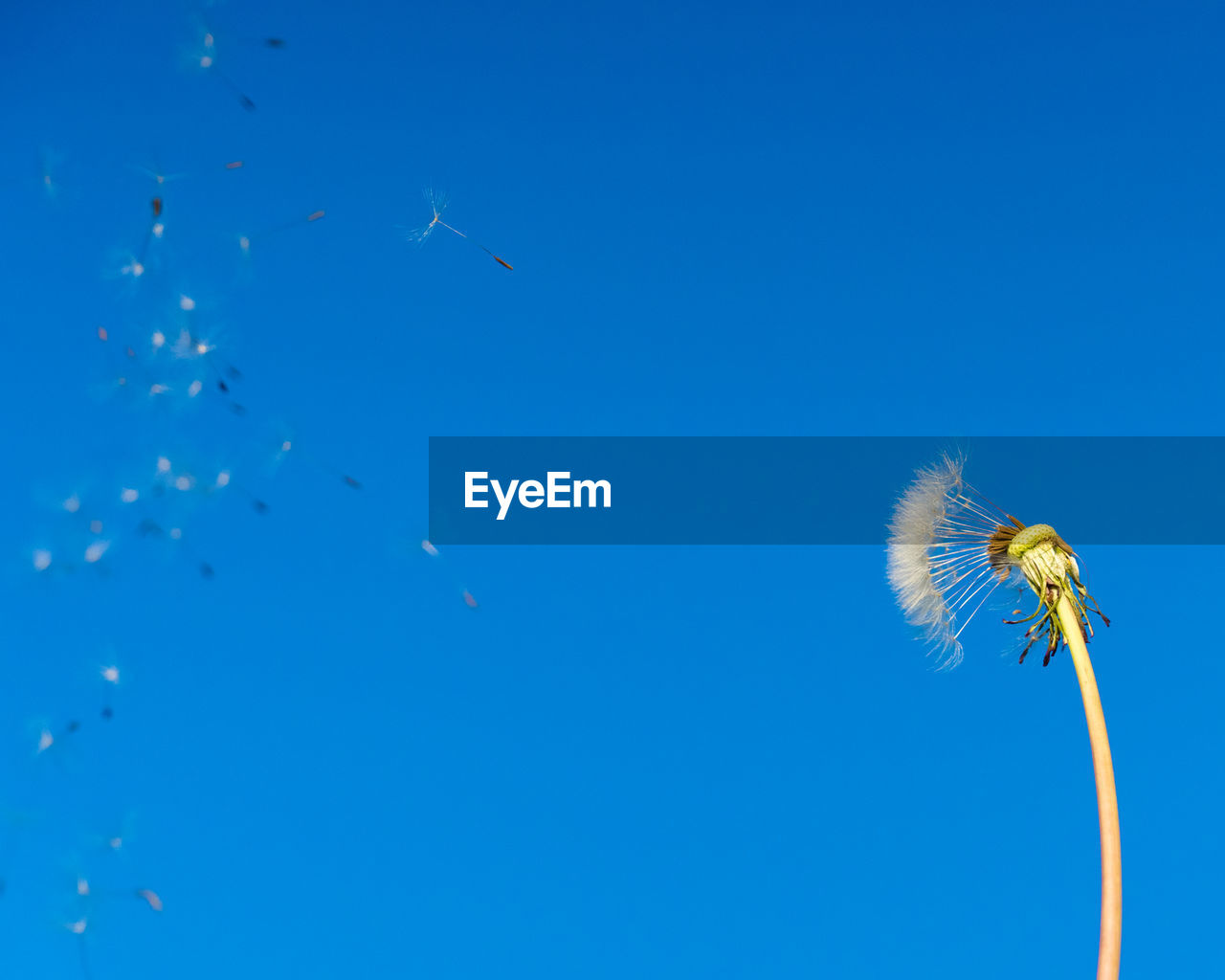 LOW ANGLE VIEW OF DANDELION FLOWER AGAINST SKY