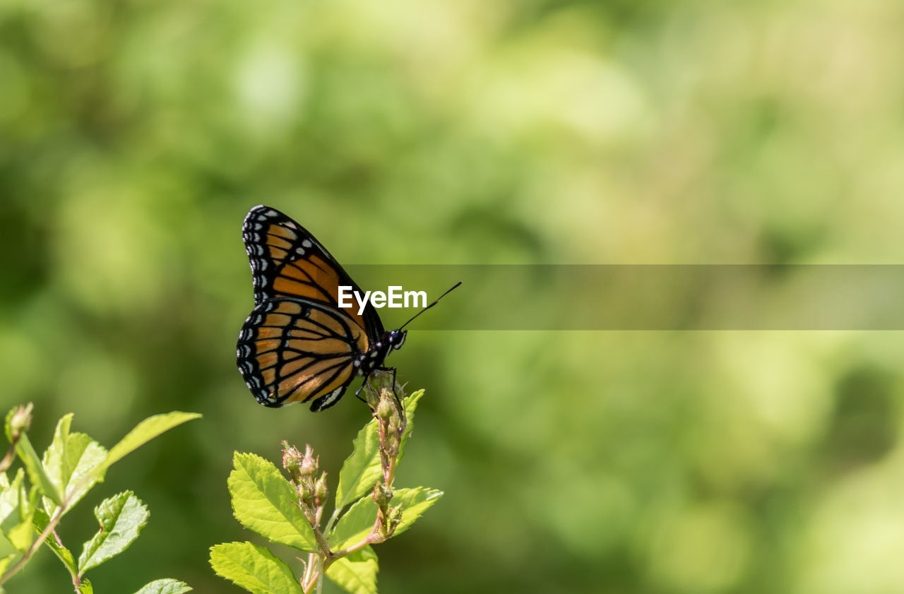 CLOSE-UP OF BUTTERFLY ON FLOWER