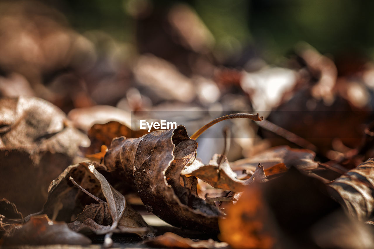 Close-up of dried leaves on land