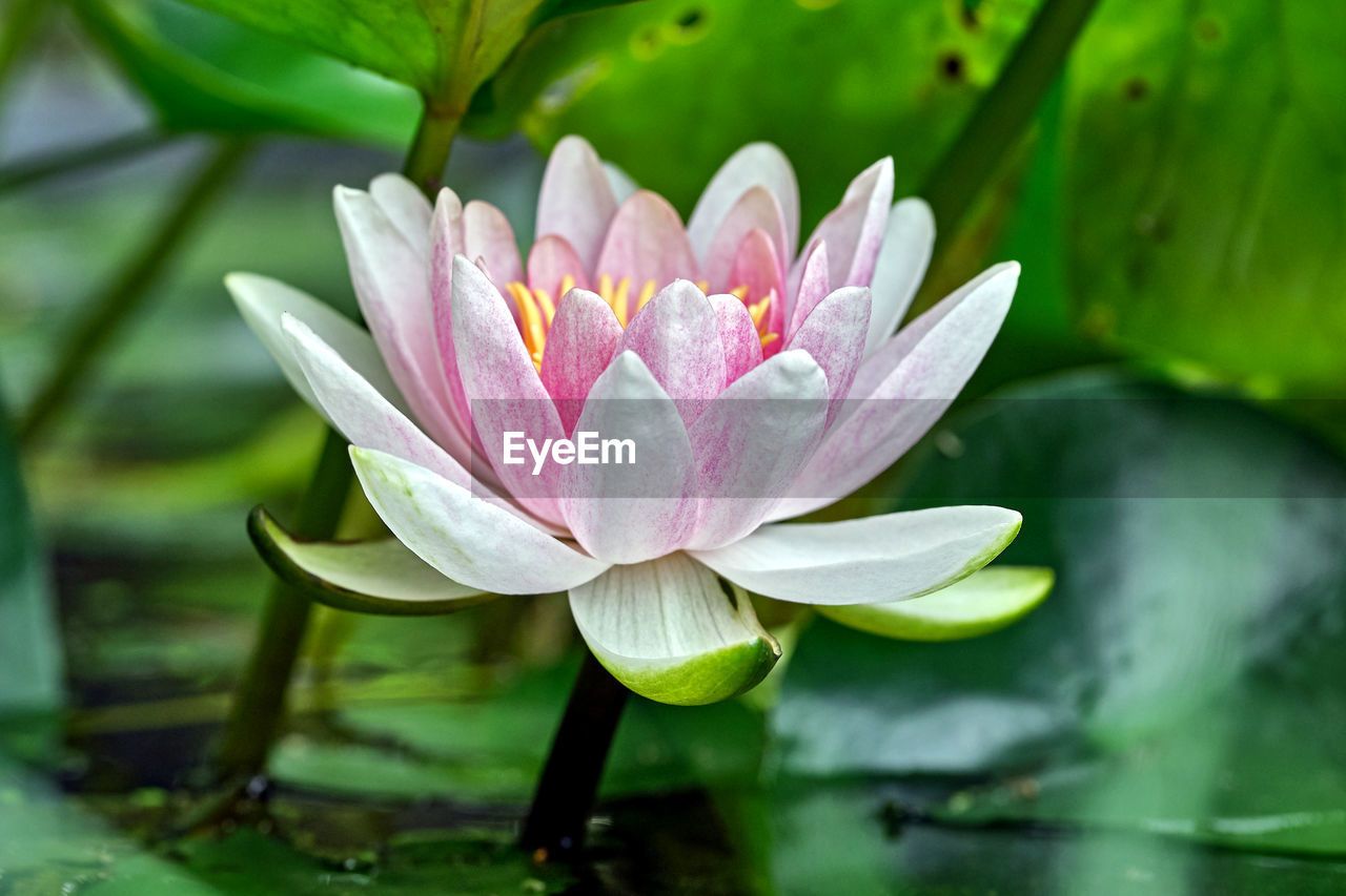 CLOSE-UP OF WATER LILY