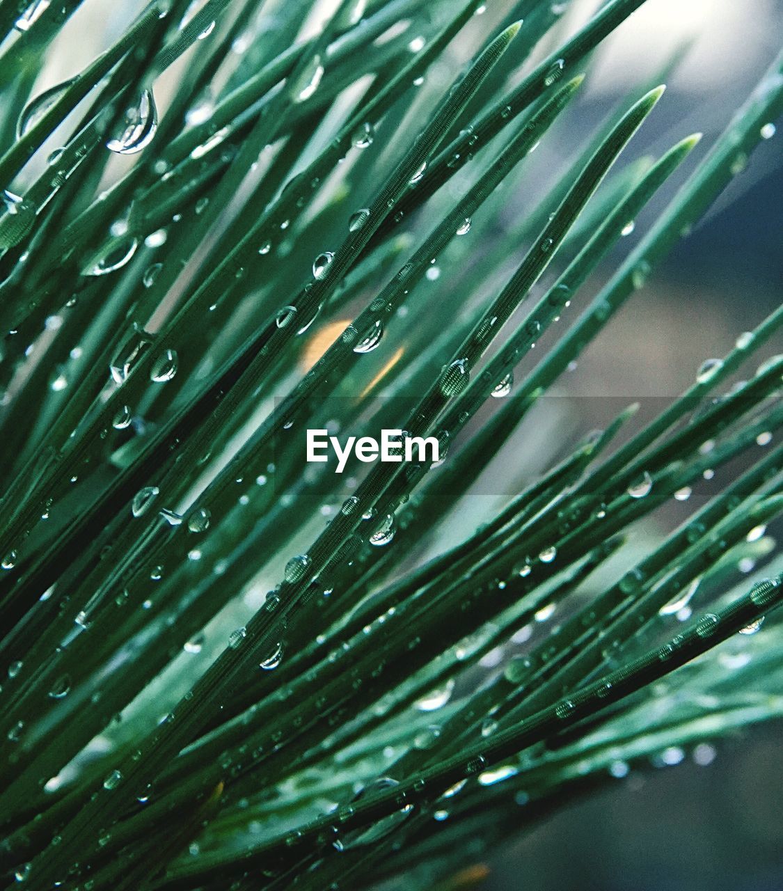 Full frame shot of wet leaf