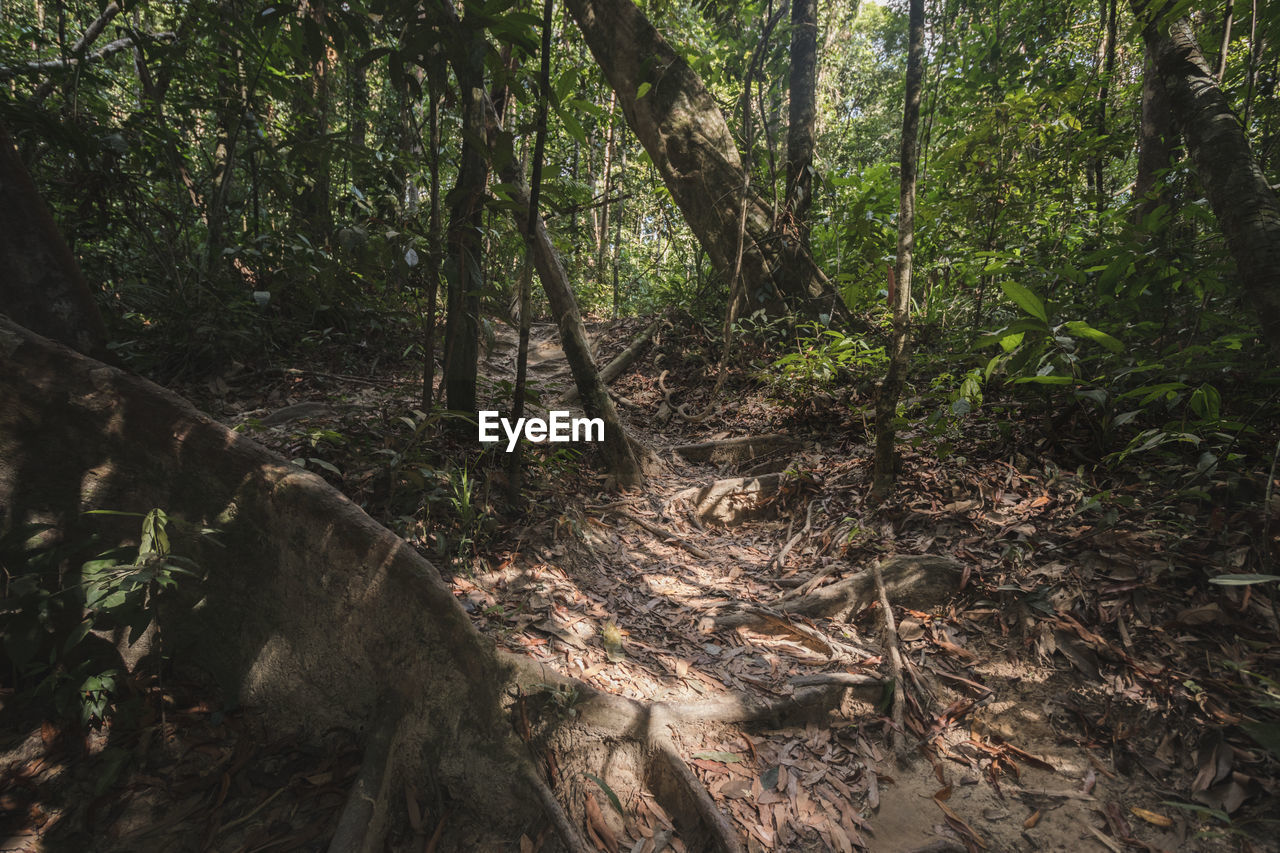 Trees in forest