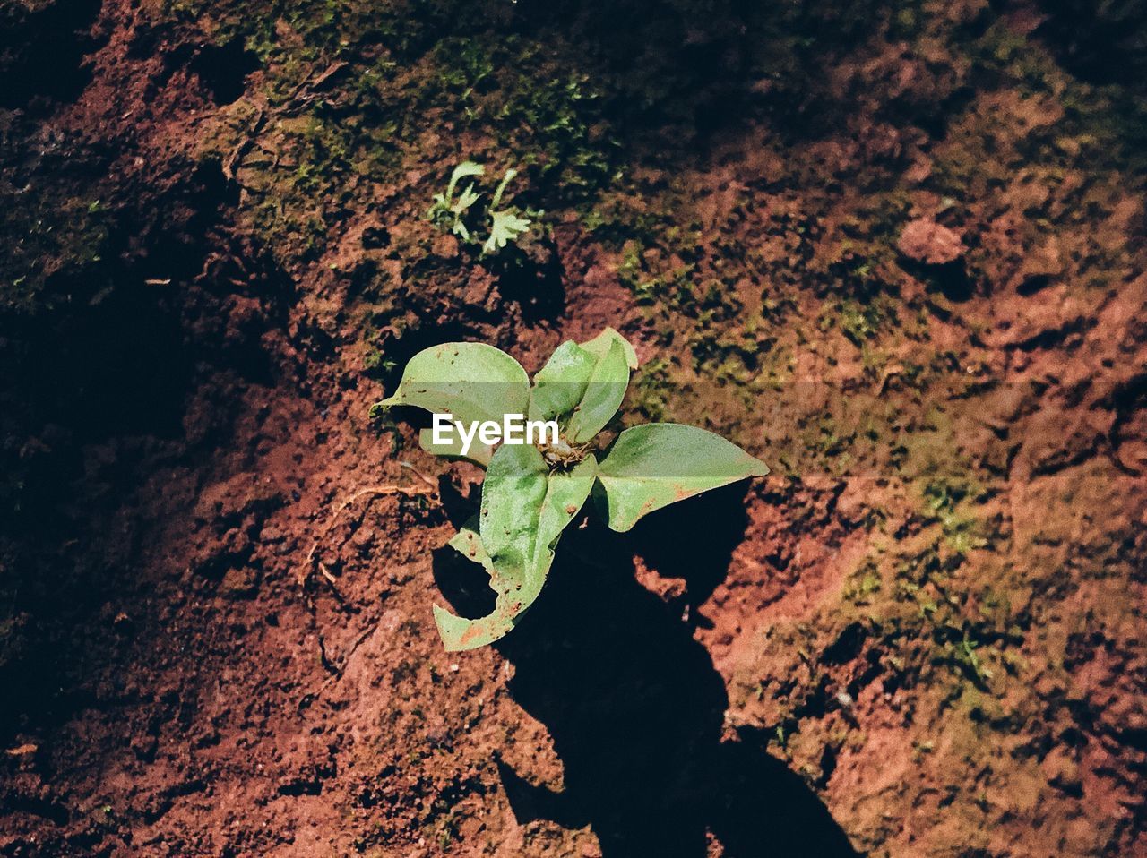 High angle view of green plant