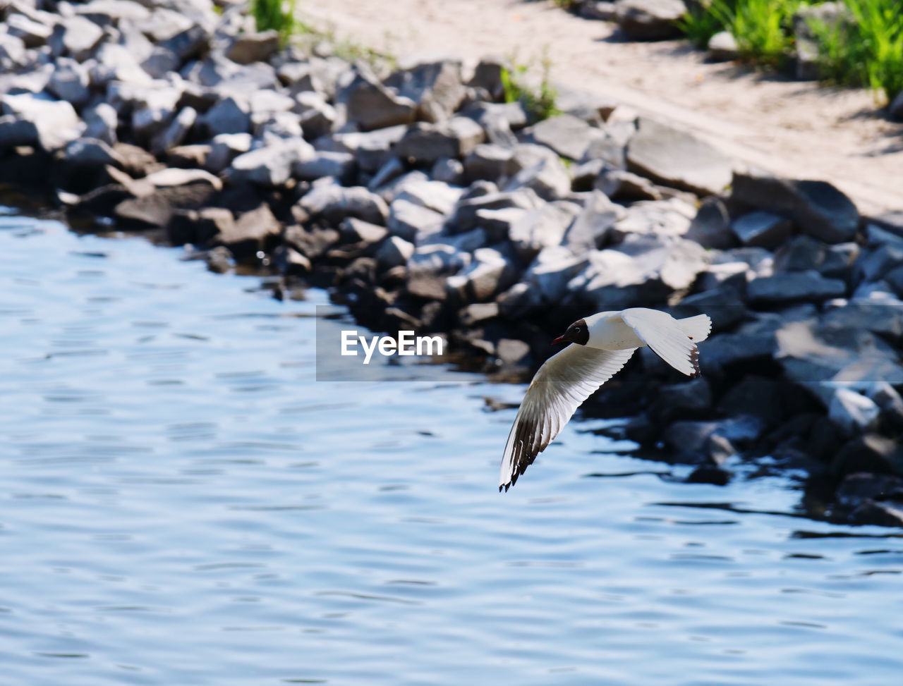 Seagull with spread wings flying