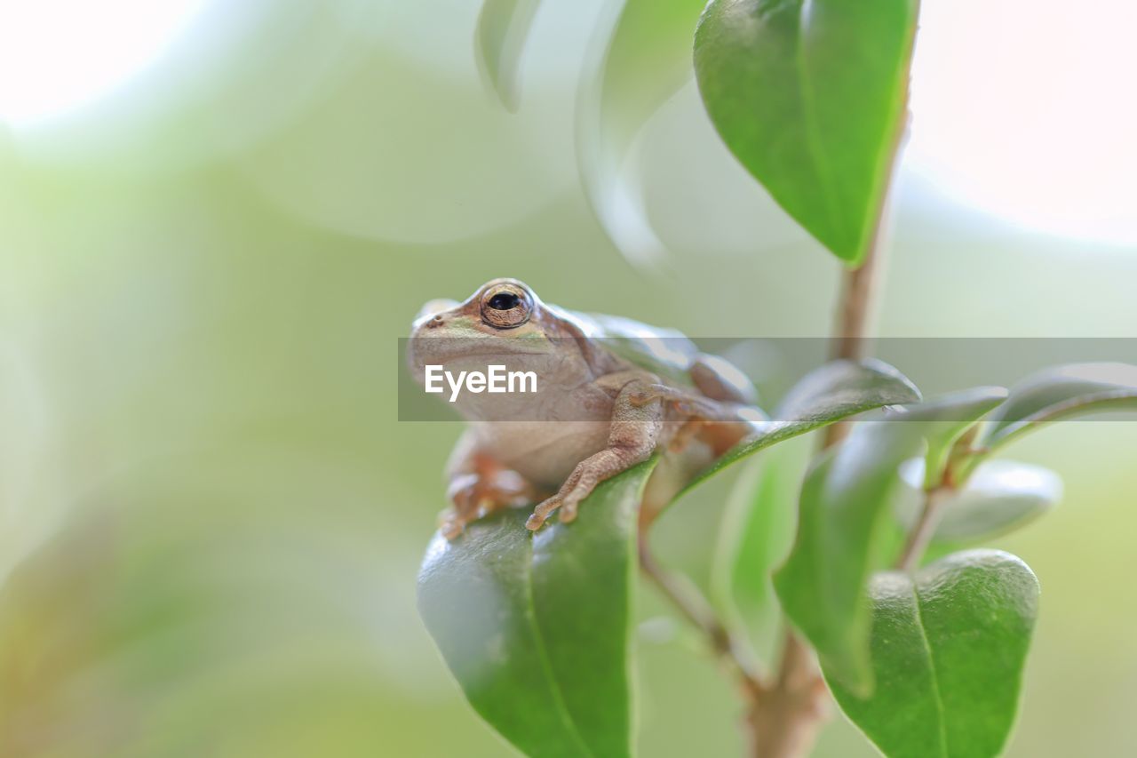 animal themes, animal, animal wildlife, one animal, green, wildlife, nature, plant part, reptile, plant, macro photography, leaf, frog, close-up, amphibian, no people, lizard, tree, outdoors, tree frog, focus on foreground, day, selective focus, beauty in nature, environment, flower, animal body part, branch, portrait