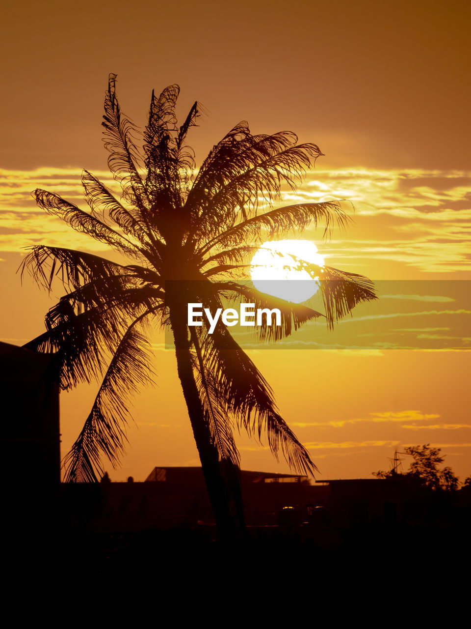 SILHOUETTE PALM TREE AGAINST ORANGE SKY