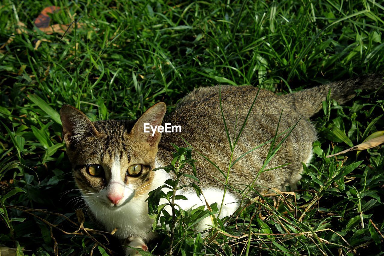 Portrait of a cat on field