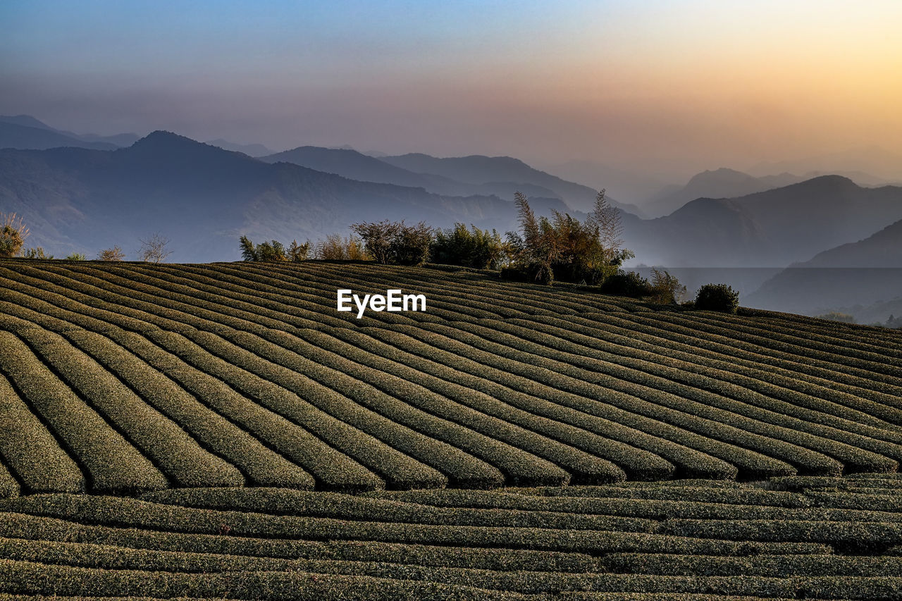 Tea garden and mountains scenery in fog at sunset