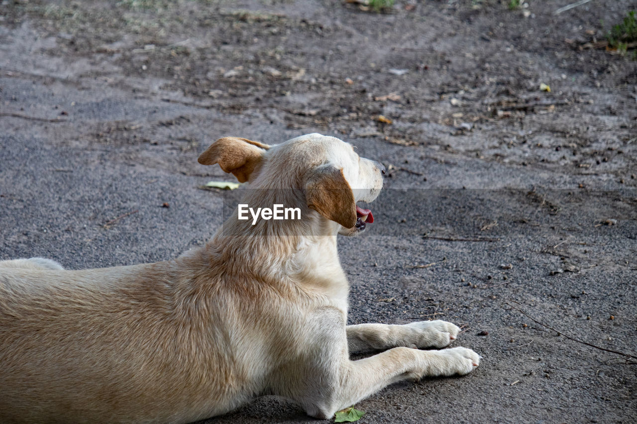 High angle view of dog looking away